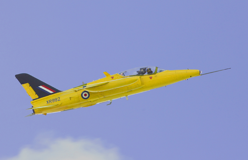 Yellow Gnat