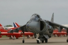 Harrier Harrier
